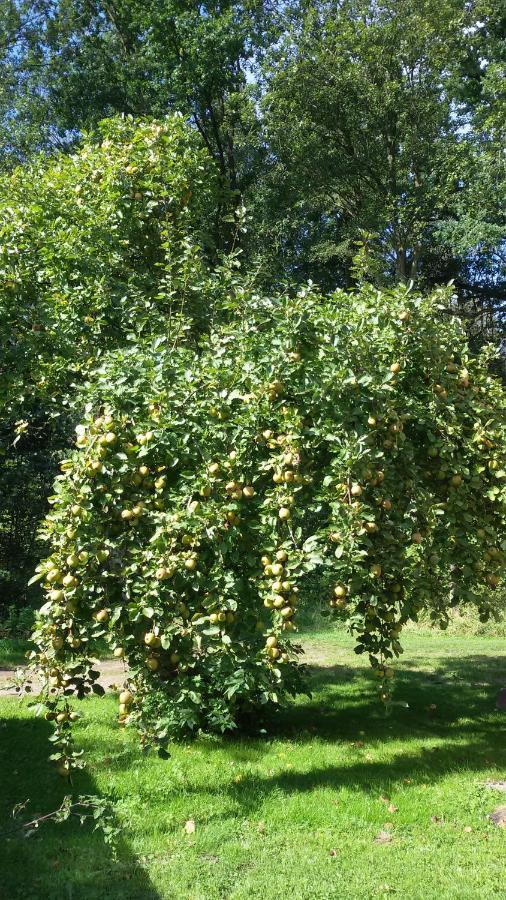 Wohnung Am Wald Witzeeze Esterno foto